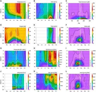 Suboxic DOM is bioavailable to surface prokaryotes in a simulated overturn of an oxygen minimum zone, Devil’s Hole, Bermuda
